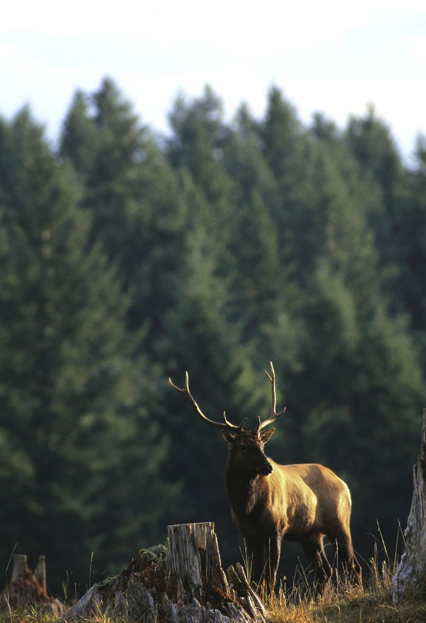 Benefits of Ethical Wildlife Observation to Conservation Efforts