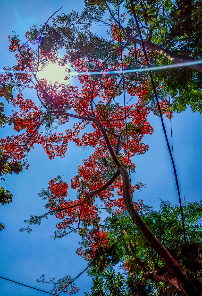 Prime Forests and Woodlands for Bird Watching
